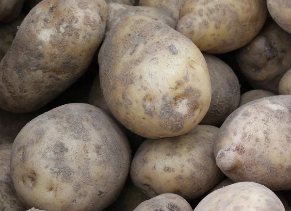 Patatas crudas con cáscara — Foto de Stock