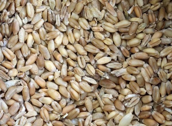 Background varieties of seed of ancient grains a — Stock Photo, Image