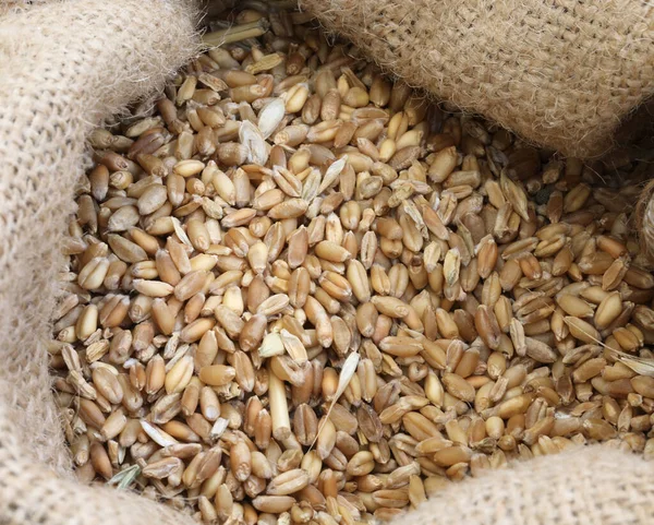 Burlap bag with many varieties of seed of ancient grains — Stock Photo, Image