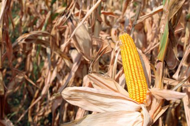 Sarı mısır koçanları tarlada mısır yetiştiriyor