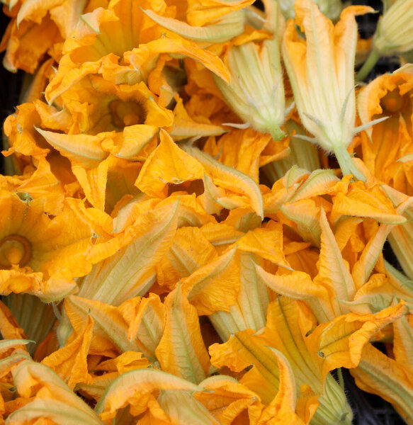 fresh squash blossoms also called courgette flowers