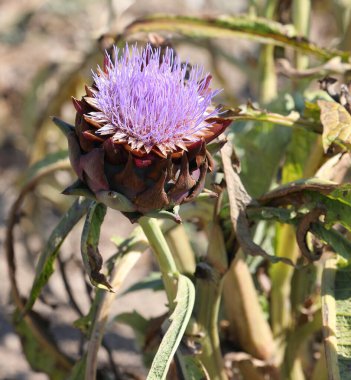 enginarın büyük çiçeği.