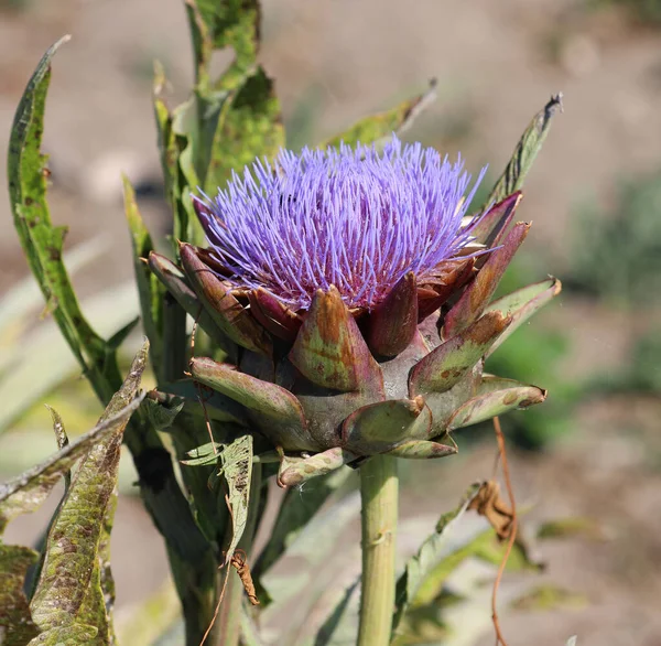 Planta de alcachofra com flor — Fotografia de Stock