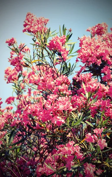 Oleander flower in summer — Stock Photo, Image