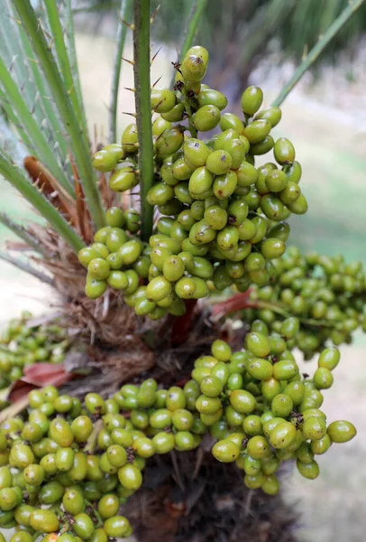 Viele Datteln der Palme — Stockfoto