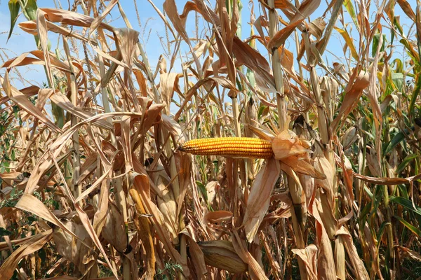 Pânico de mais no campo — Fotografia de Stock