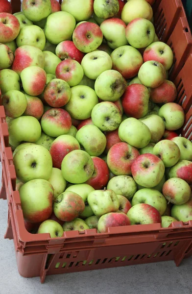 Background of many organic apples for sale at bio market — Stock Photo, Image