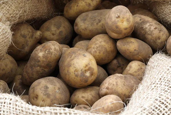 Rohe Kartoffeln im Jutesack — Stockfoto