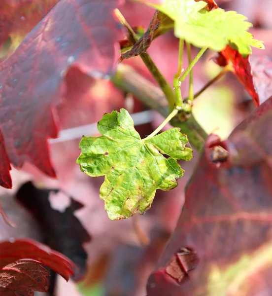 Hoja verde del viñedo — Foto de Stock