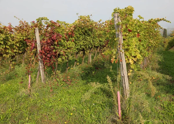 Vineyard with red leaves of grapevine — Stock Photo, Image