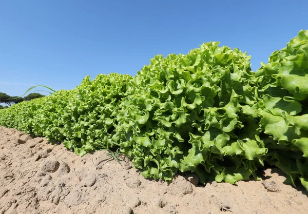 Lechuga fresca verde en el campo en verano — Foto de Stock