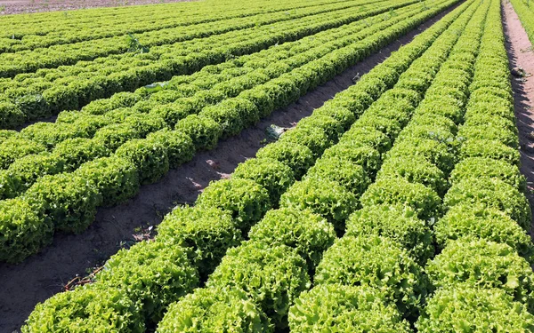 Голови салату в полі вирощуються влітку на піщаному ґрунті — стокове фото