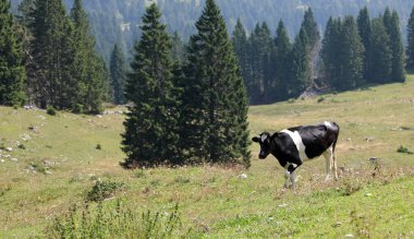 Siyah ve beyaz inek çayırda otlatma