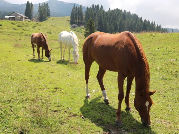 Grupo de cavalos que pastam na montanha — Fotografia de Stock