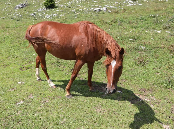 Kahverengi genç at otluyor. — Stok fotoğraf