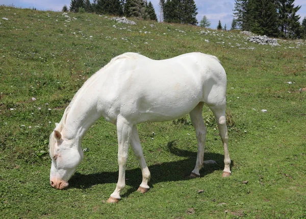 Caballo blanco mientras come hierba verde —  Fotos de Stock