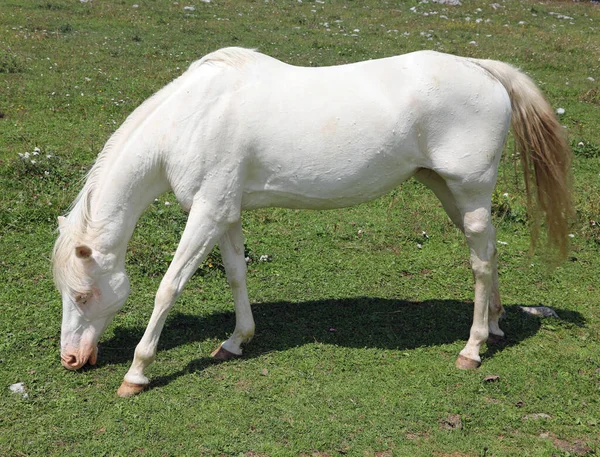 Cavalo muito branco em meadown verde — Fotografia de Stock