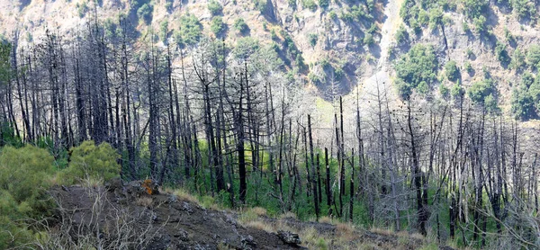 Muitas árvores queimadas na montanha — Fotografia de Stock