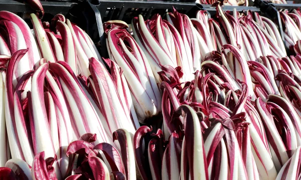 Radicchio Tardivo adında kırmızı organik turşu kutuları. — Stok fotoğraf