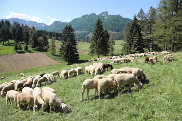 Wiele owiec wypasanych na pastwisku wysokogórskim — Zdjęcie stockowe