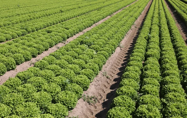 Viele Büschel Salat auf einem großen Feld — Stockfoto