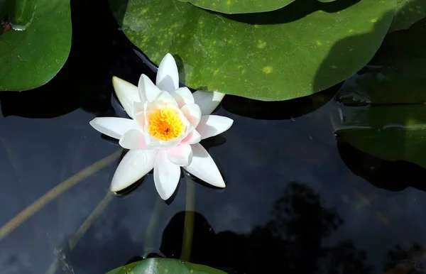 睡蓮の白い花 — ストック写真