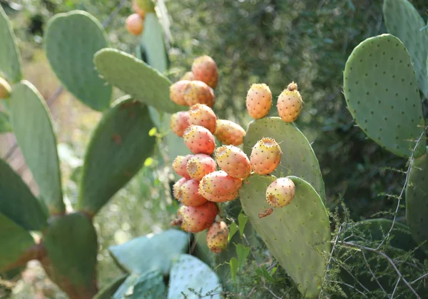 Tüskés körte, más néven Opuntia füge — Stock Fotó