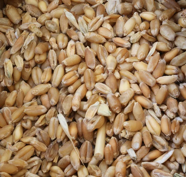 More variety of ancient grains seeds — Stock Photo, Image
