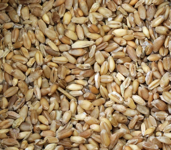 Seeds of wheat and more varieties of ancient grains — Stock Photo, Image