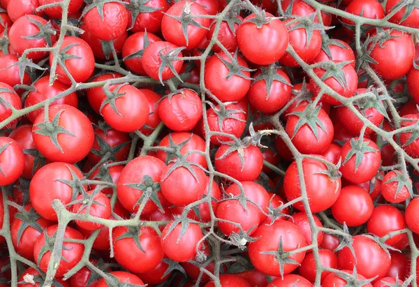 Druvor av röda tomater — Stockfoto