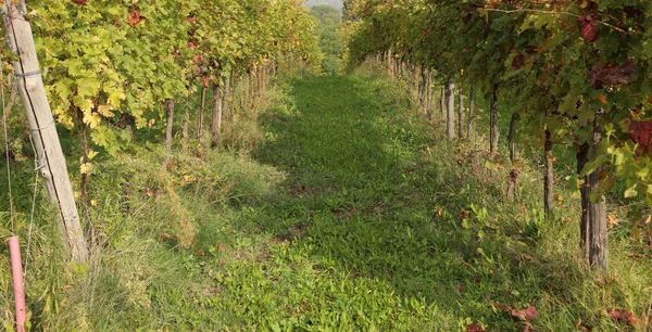 Wide vineyard after the harvest in autumn — Stock Photo, Image