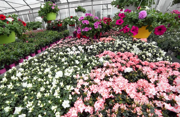Sok Virágzó Cserepes Növények Virágok Eladó Üvegházban Tavasszal — Stock Fotó