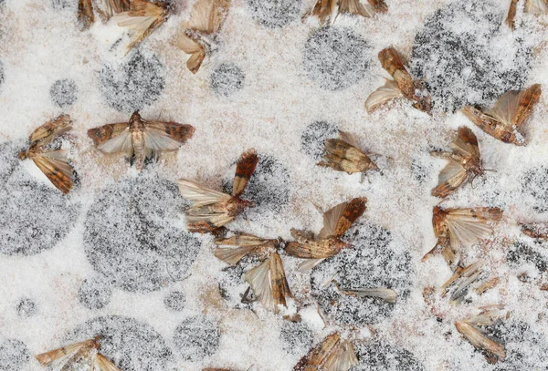 死んだインディアンミールの蛾フェロモン餌の上に強力な接着剤で有害な害虫を捕獲する — ストック写真