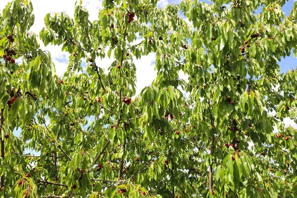 Drzewo Wiśni Gałęziami Pełnymi Dojrzałych Czerwonych Wiśni Gotowych Zbioru Późną — Zdjęcie stockowe
