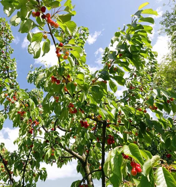 Gröna Blad Och Saftiga Röda Körsbär Och Den Blå Himlen — Stockfoto