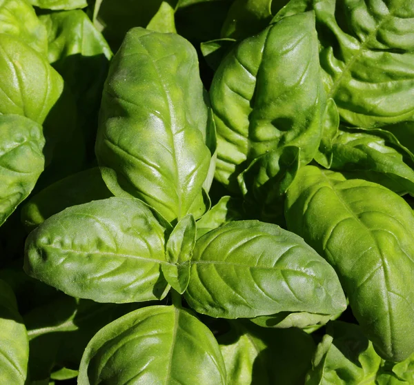 Velké Listy Zelené Bazalky Typické Byliny Italské Kuchyně — Stock fotografie