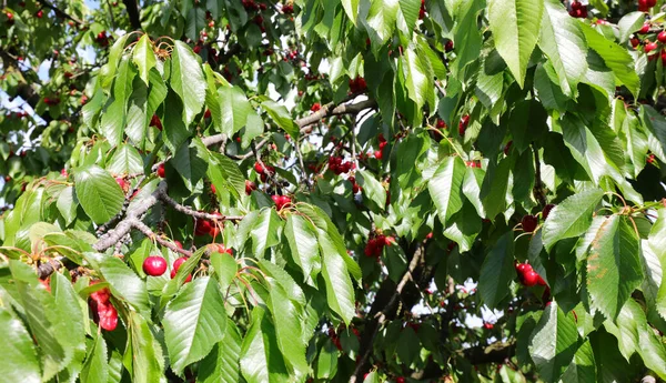 Czerwone Wiśnie Wiśniowym Drzewie Sadzie Wiosną — Zdjęcie stockowe