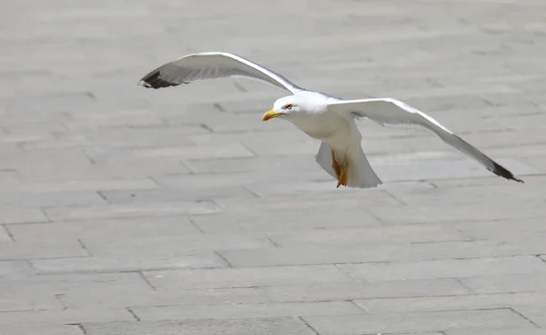 白いカモメが都会の広場に着陸しながら — ストック写真