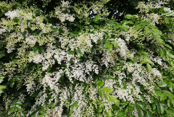 Bush of white flowers called privet of ligustrum obtusifolium — Stock Image Bush White Flowers Called Privet Ligustrum Obtusifolium Stock Photo