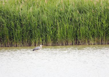 Nehir kıyısında sazlık ve Avrupa 'da gri balıkçıl