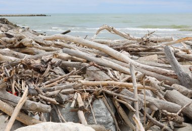 Nehirden denize doğru sürüklenen pek çok kuru dal ve dalgalar tarafından yumuşatılmış.