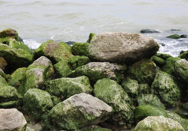 Rocks Covered Dry Green Algae Low Tide Sea — Stock Photo, Image