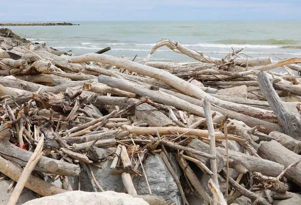 Nehirden denize doğru sürüklenen pek çok kuru dal ve dalgalar tarafından yumuşatılmış.