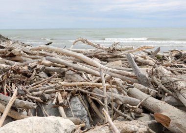 Nehirden denize doğru sürüklenen pek çok kuru dal ve dalgalar tarafından yumuşatılmış.