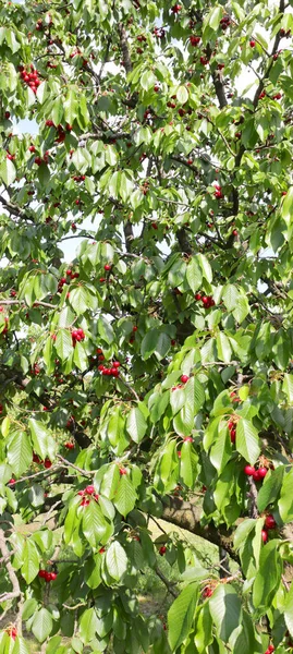 Frodigt Körsbärsträd Med Mogna Röda Frukter Lodrätt — Stockfoto