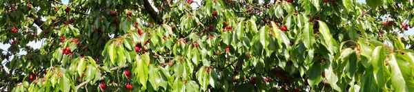 Filial Med Gröna Blad Och Röda Körsbär Ett Körsbärsträd Horisontellt — Stockfoto