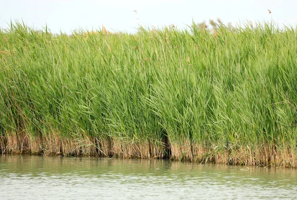 夏には大きな川のほとりの葦の間に多くの竹の杖があり — ストック写真