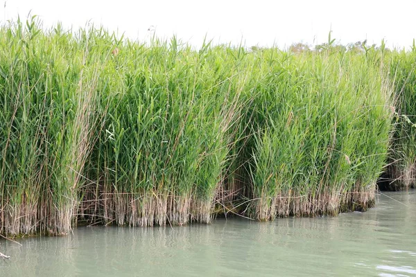 Bambukäppar Rörbädden Vid Den Stora Älven Sommaren — Stockfoto