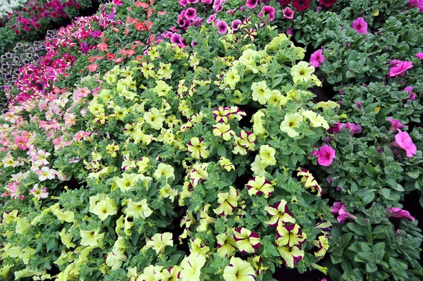 colorful potted Petunia flowers for sale in spring for the decoration of balconies and gardens