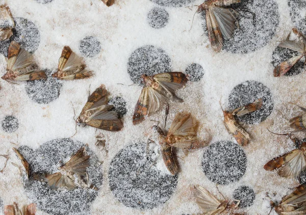 Ölü Güveler Zararlı Böcekleri Yakalamak Için Güçlü Bir Yapıştırıcıyla Yapıştırıcı — Stok fotoğraf